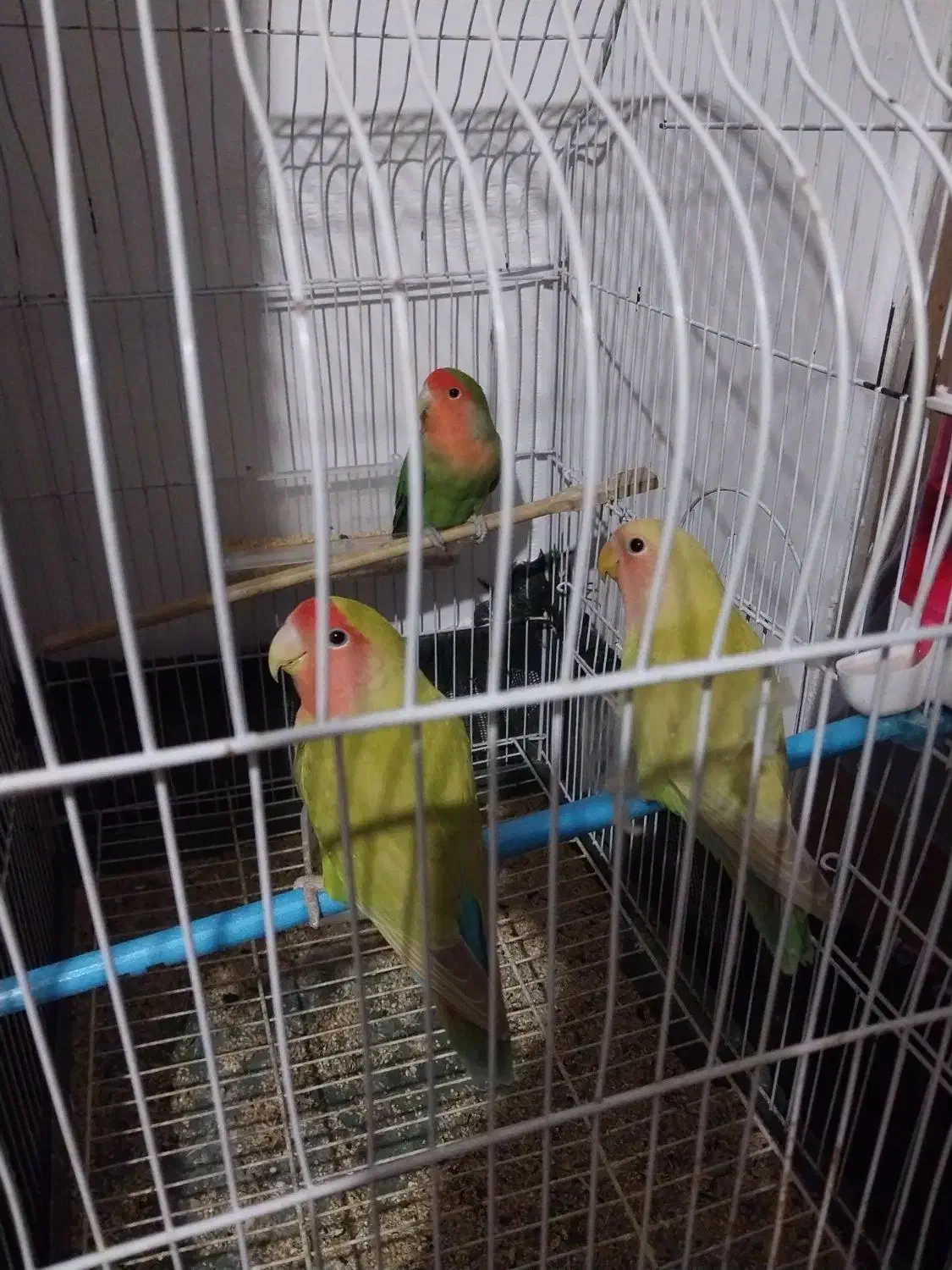 ۳ عدد طوطی برزیلی ۱ جفت و جوجه شون|پرنده|سمنان, |دیوار