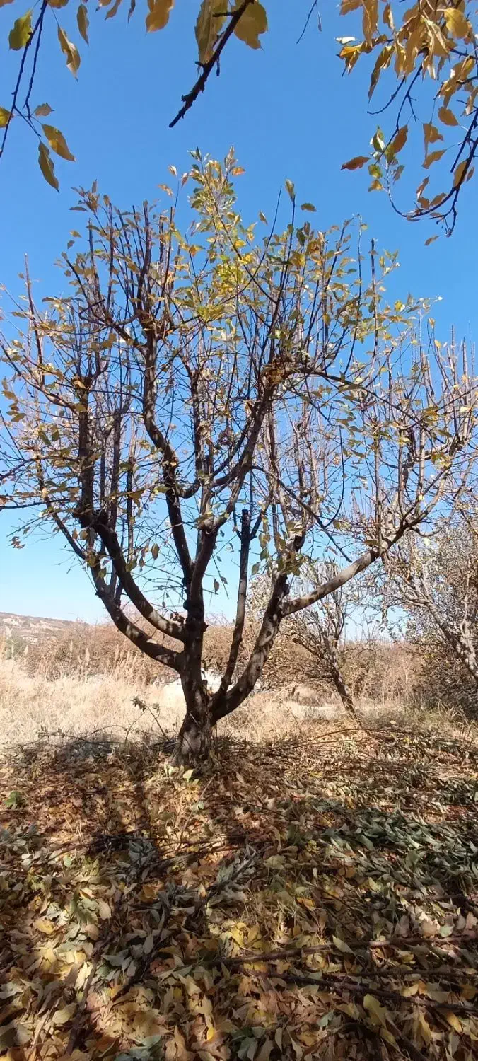 هرس انواع درخت تخصصی مهندسی|خدمات باغبانی و درختکاری|بروجرد, |دیوار