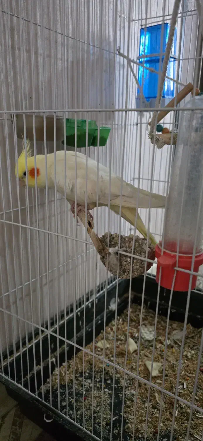 فروش عروس هلندی با قفس بزرگ و امکانات|پرنده|شیراز, آزادگان|دیوار