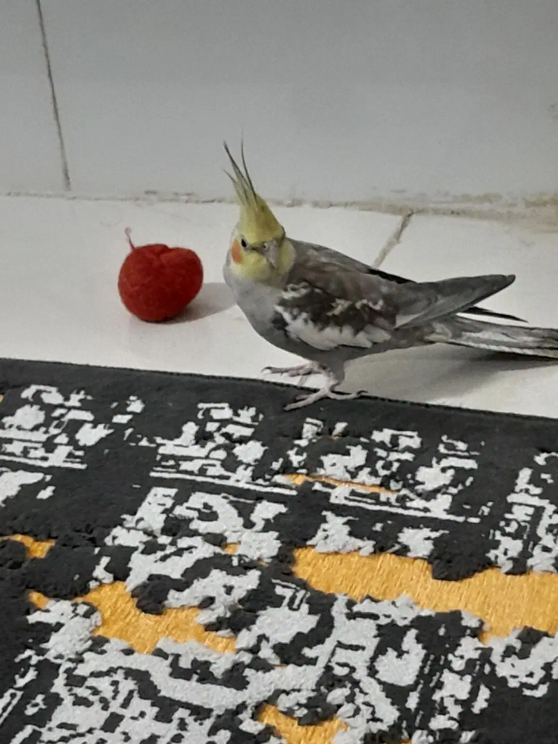 فروش پرنده عروس هلندی|پرنده|الوند, |دیوار