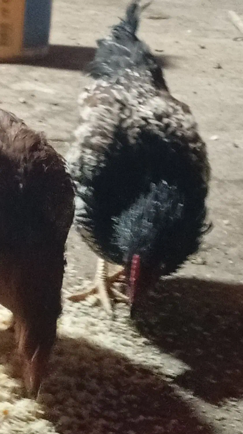 جوجه خروس محلی|حیوانات مزرعه|دره شهر, |دیوار