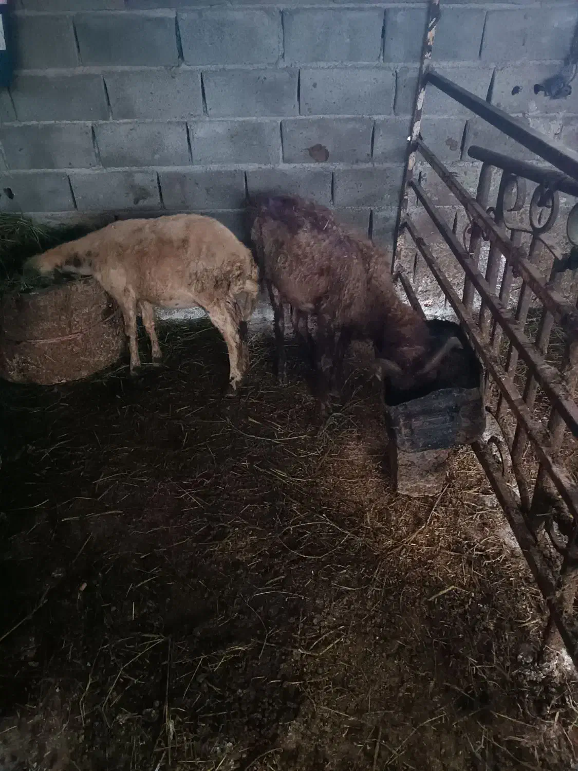 نر گوسفنددوساله|حیوانات مزرعه|جلین, |دیوار