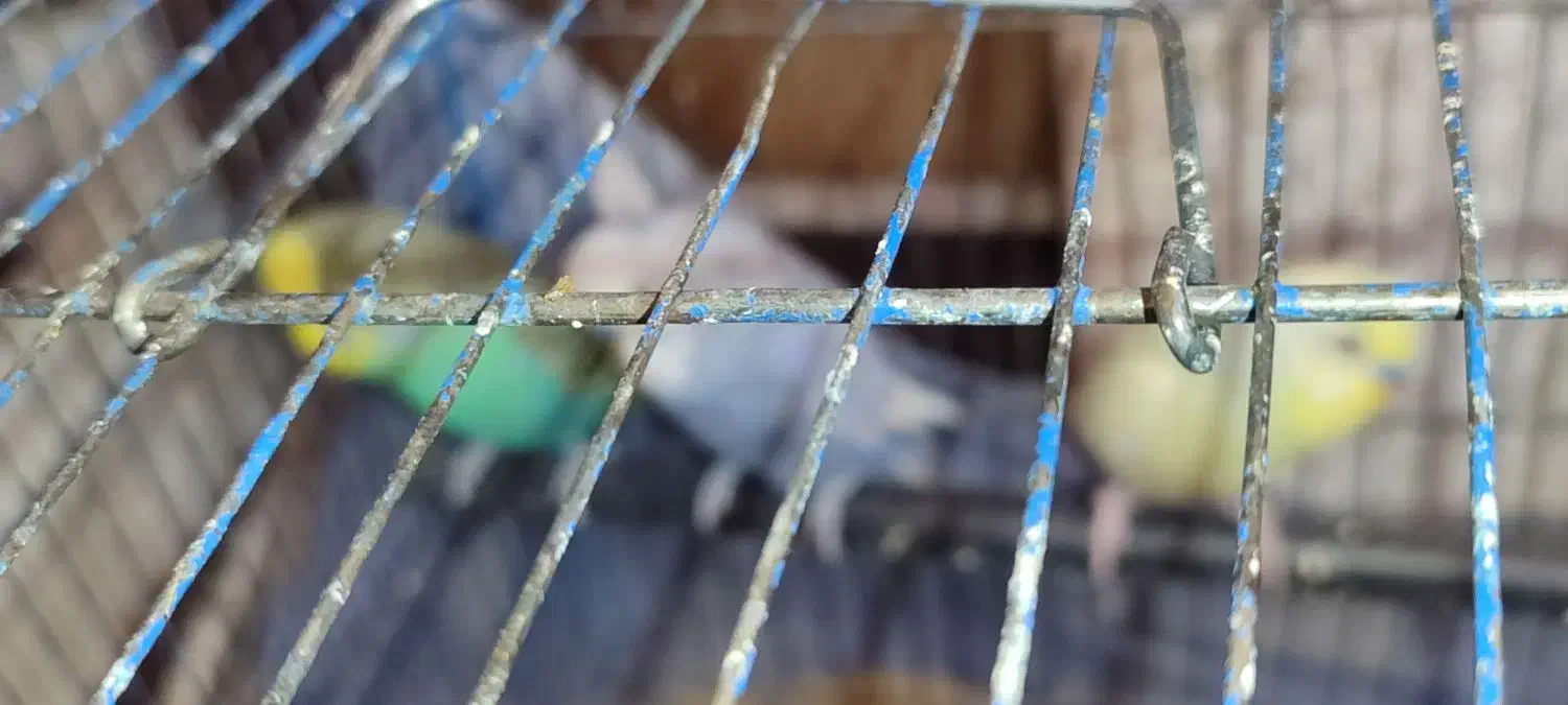 فنچ مرغ  ع ش ق|پرنده|صدرا-فارس, فاز ۲|دیوار