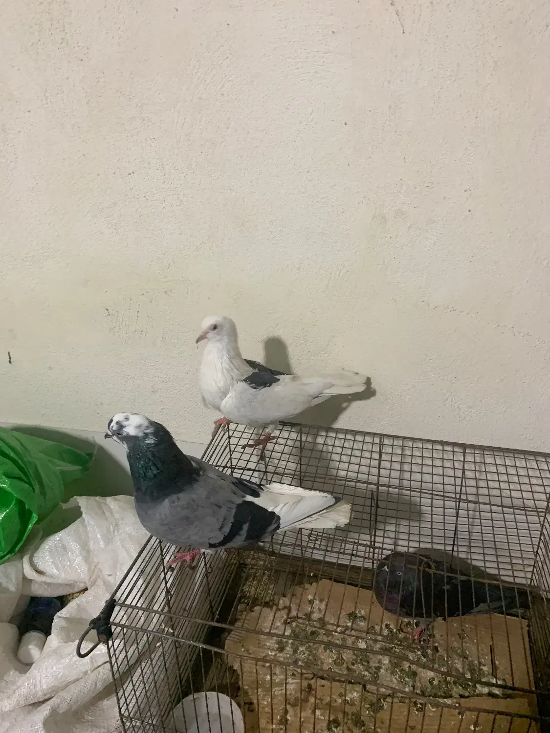 کبوتر|پرنده|رودبار, |دیوار