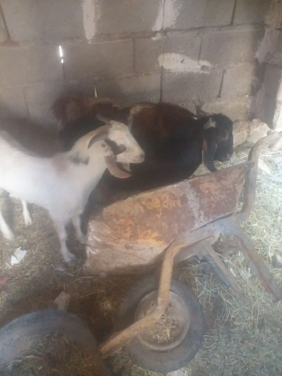 تروشت فروشی|حیوانات مزرعه|مهرستان, |دیوار