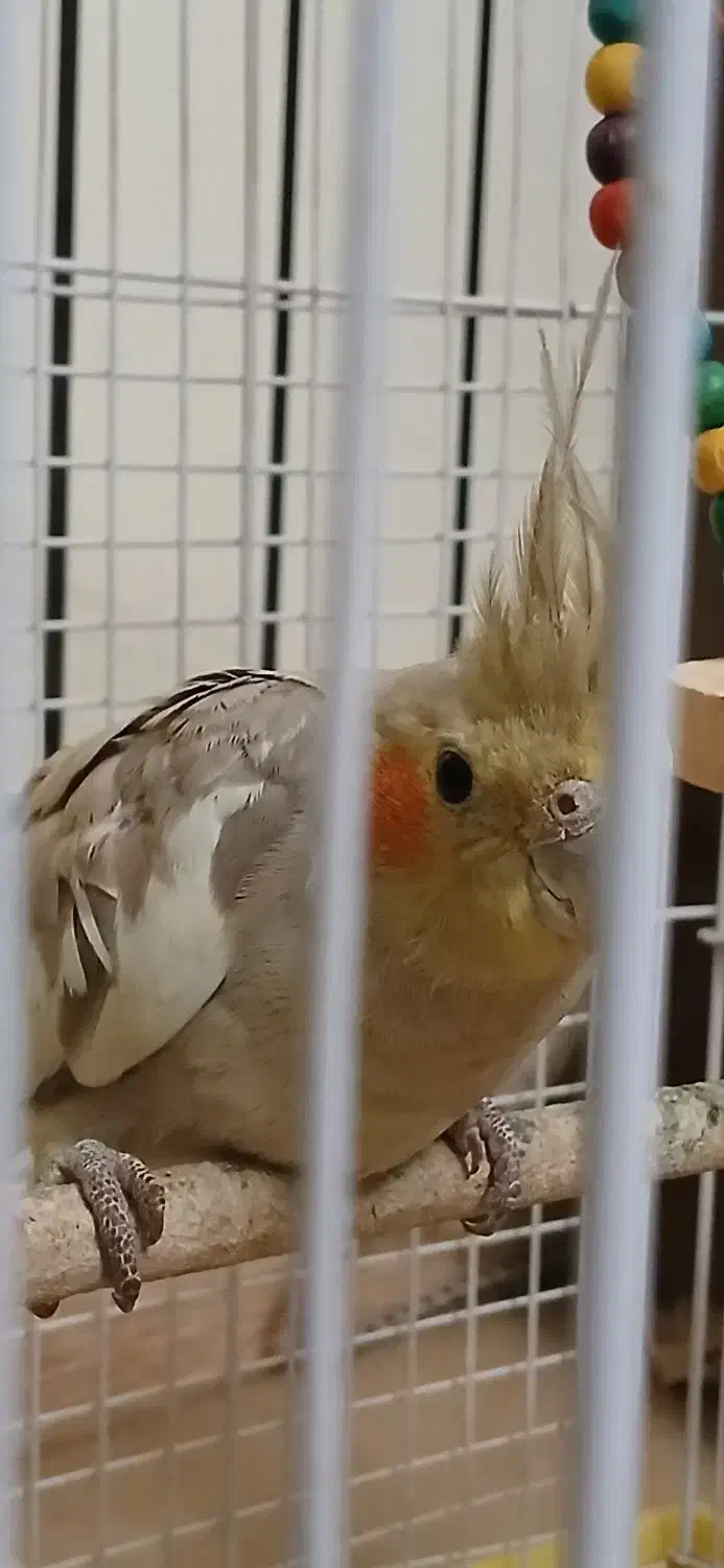 طوطی عروس هلندی آهویی|پرنده|ساری, |دیوار