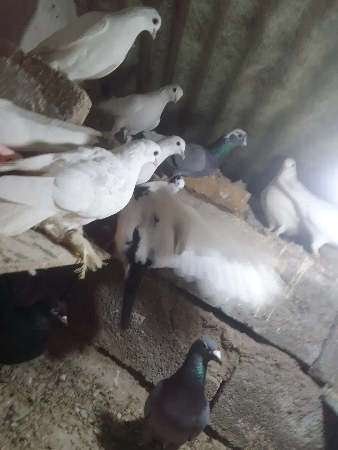 کبوتر|پرنده|تبریز, |دیوار