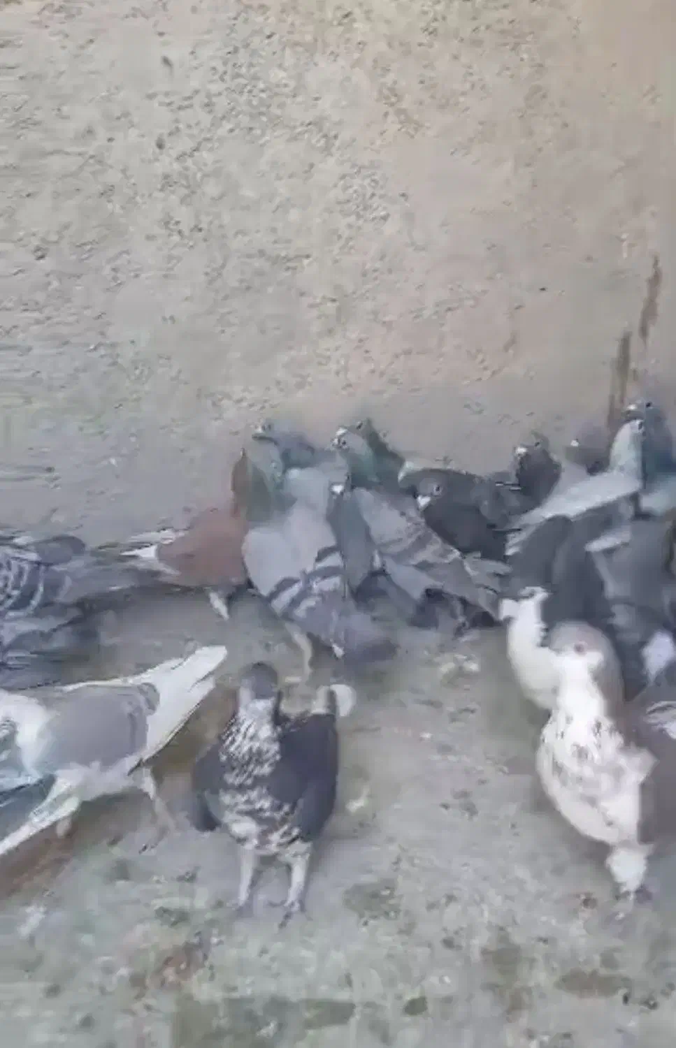 کبوتر پلاکی|پرنده|مشهد, آزادشهر|دیوار