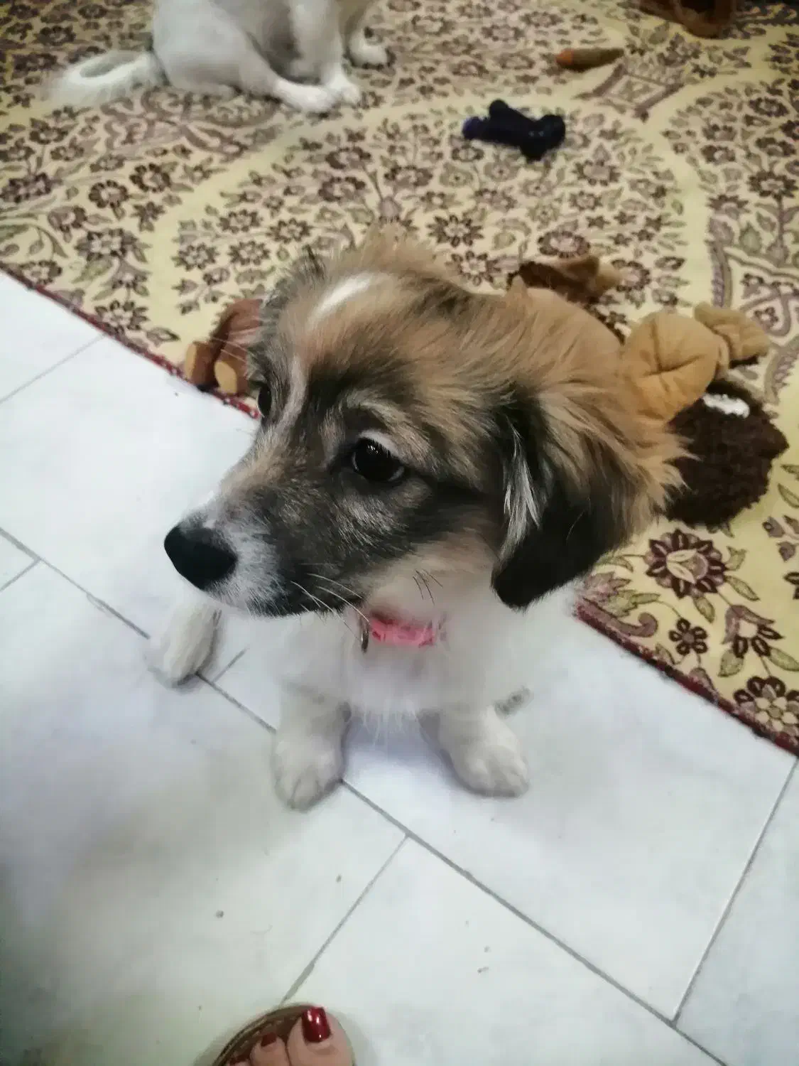 سگ ماده اشپیتز ۴ ماهه ( تیله)|سگ|رشت, ساغری سازان|دیوار