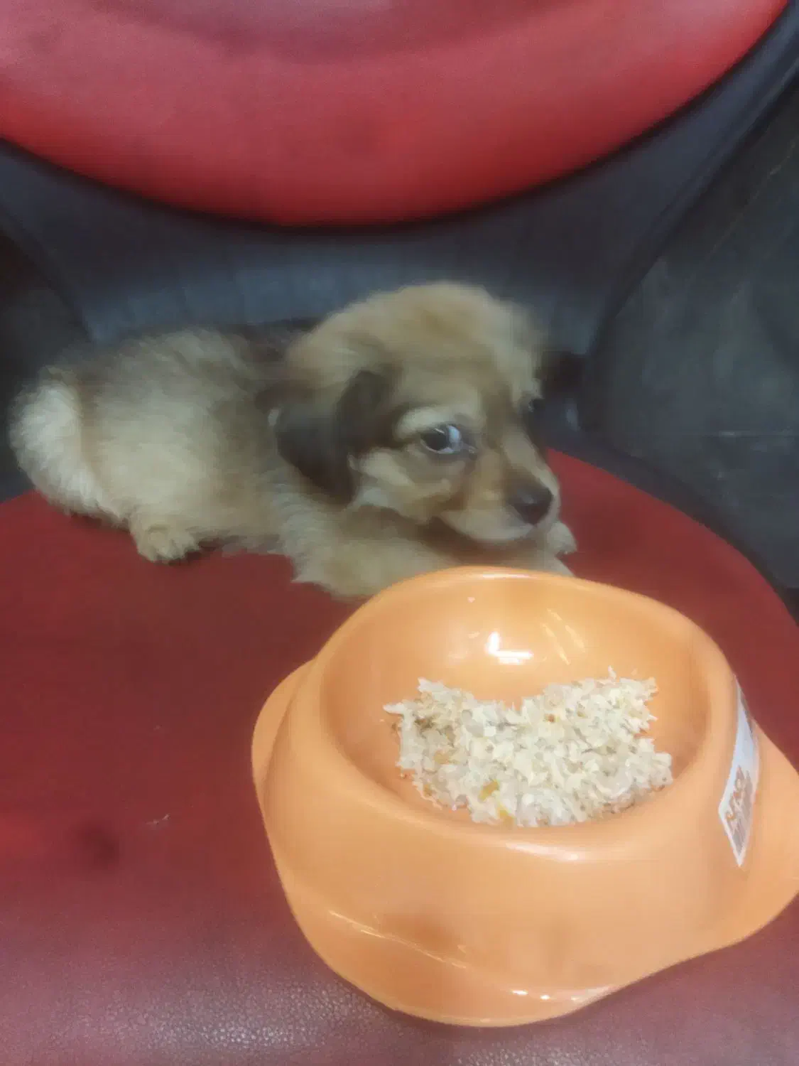 توله سگ ۲ماهه نژاد پودل|سگ|ری, دیلمان|دیوار