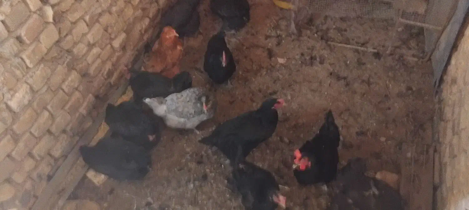 مرغ بومی سیاه|حیوانات مزرعه|عسگران, |دیوار