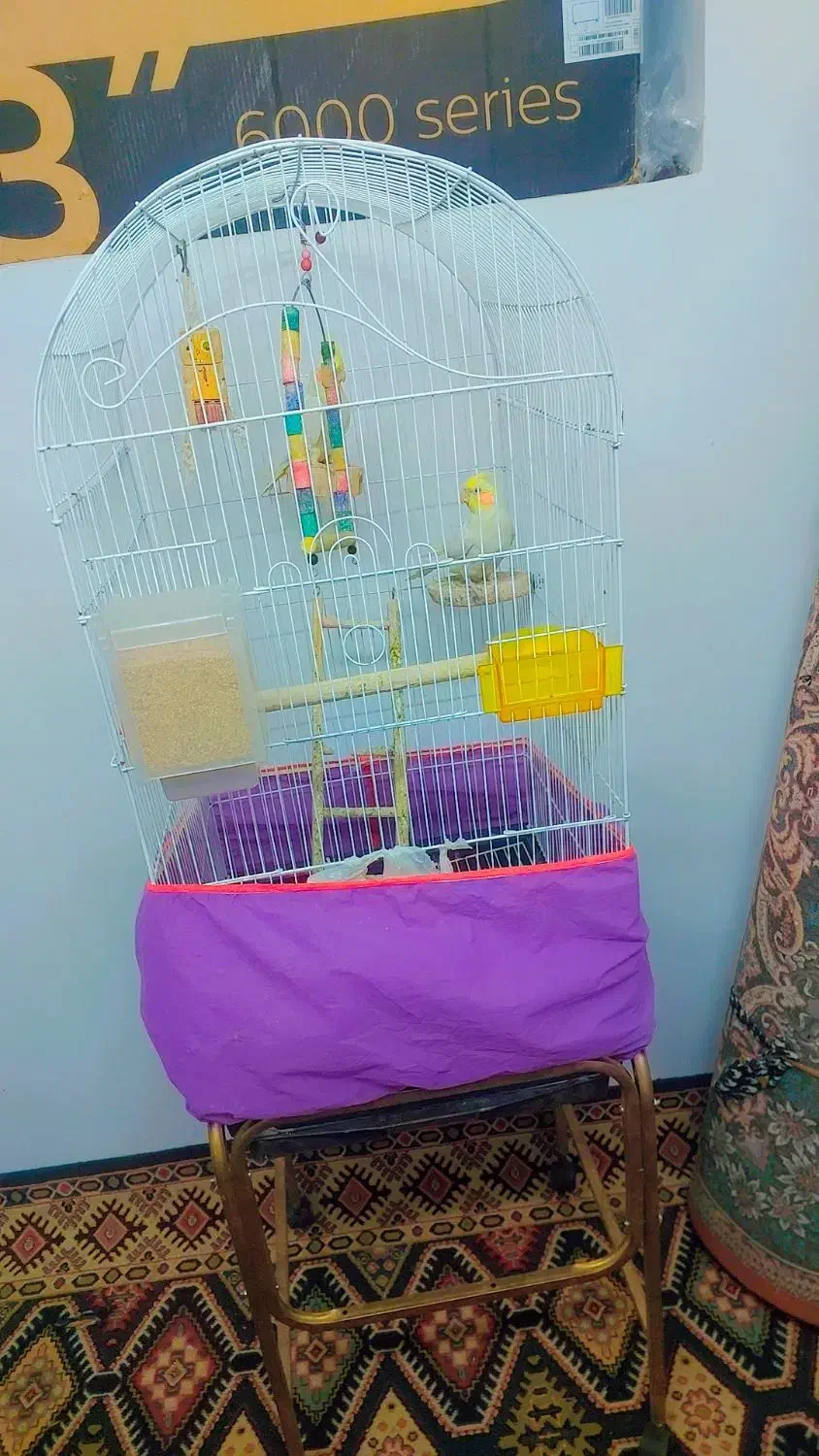 عروس هلندی|پرنده|ساوه, |دیوار