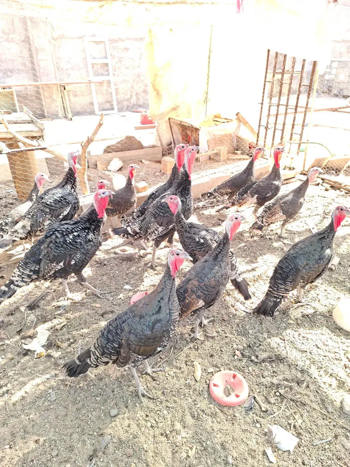 رفسنجان|حیوانات مزرعه|رفسنجان, |دیوار