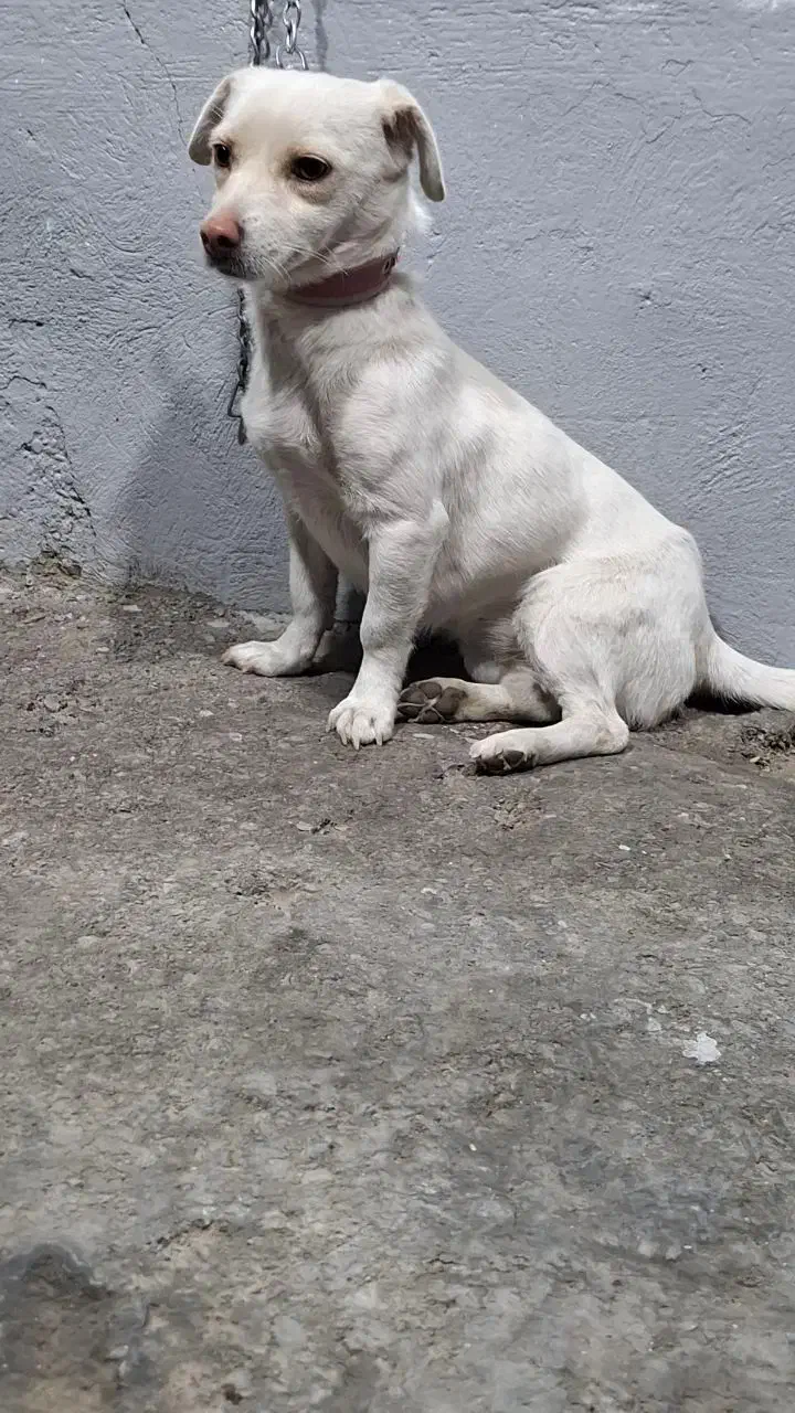 سگ پاکوتاه اشپیتز حرف گوش کن|سگ|شهریار, اصیل آباد|دیوار