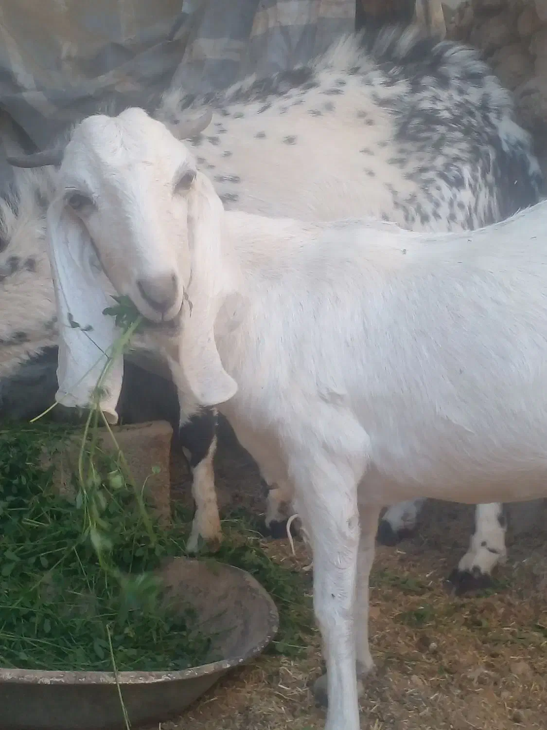 بز شیری سه قلو زا|حیوانات مزرعه|سراوان, |دیوار