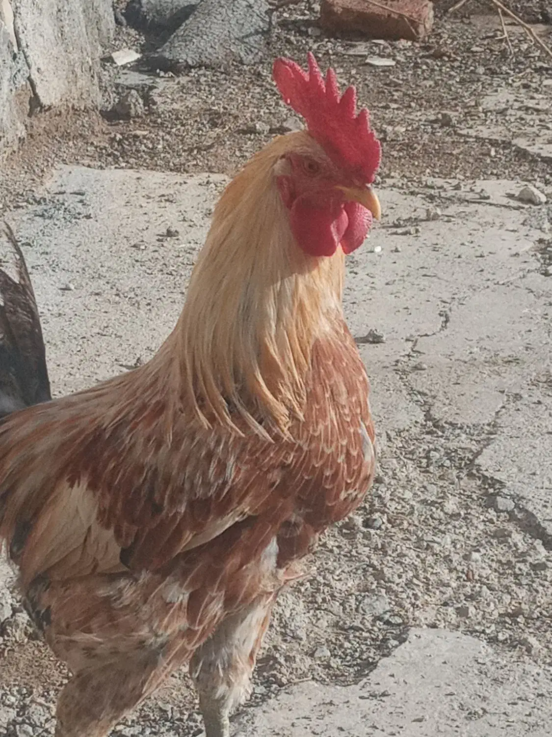 خروس محلی کوردی|حیوانات مزرعه|دهگلان, |دیوار