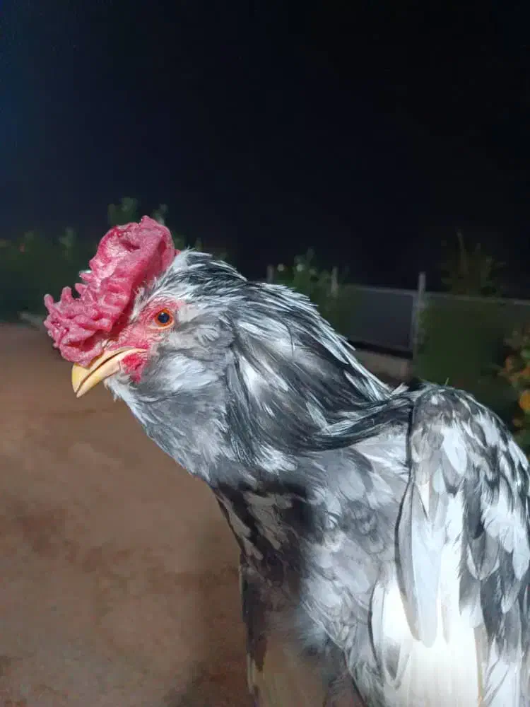 خروس ریشو گلین|حیوانات مزرعه|مسجد سلیمان, |دیوار