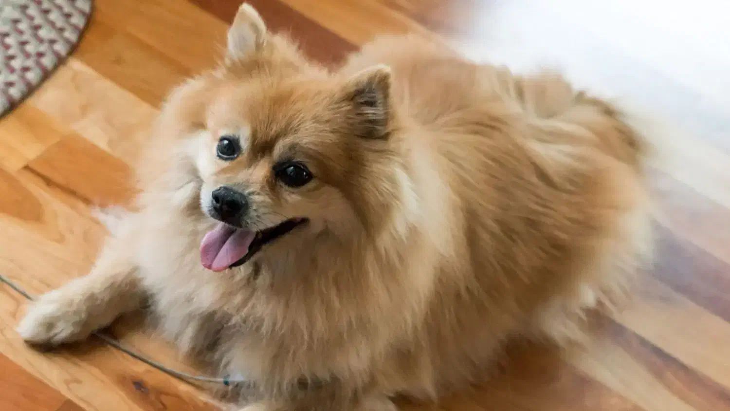 واگذاری سگ پامر|سگ|جهرم, |دیوار