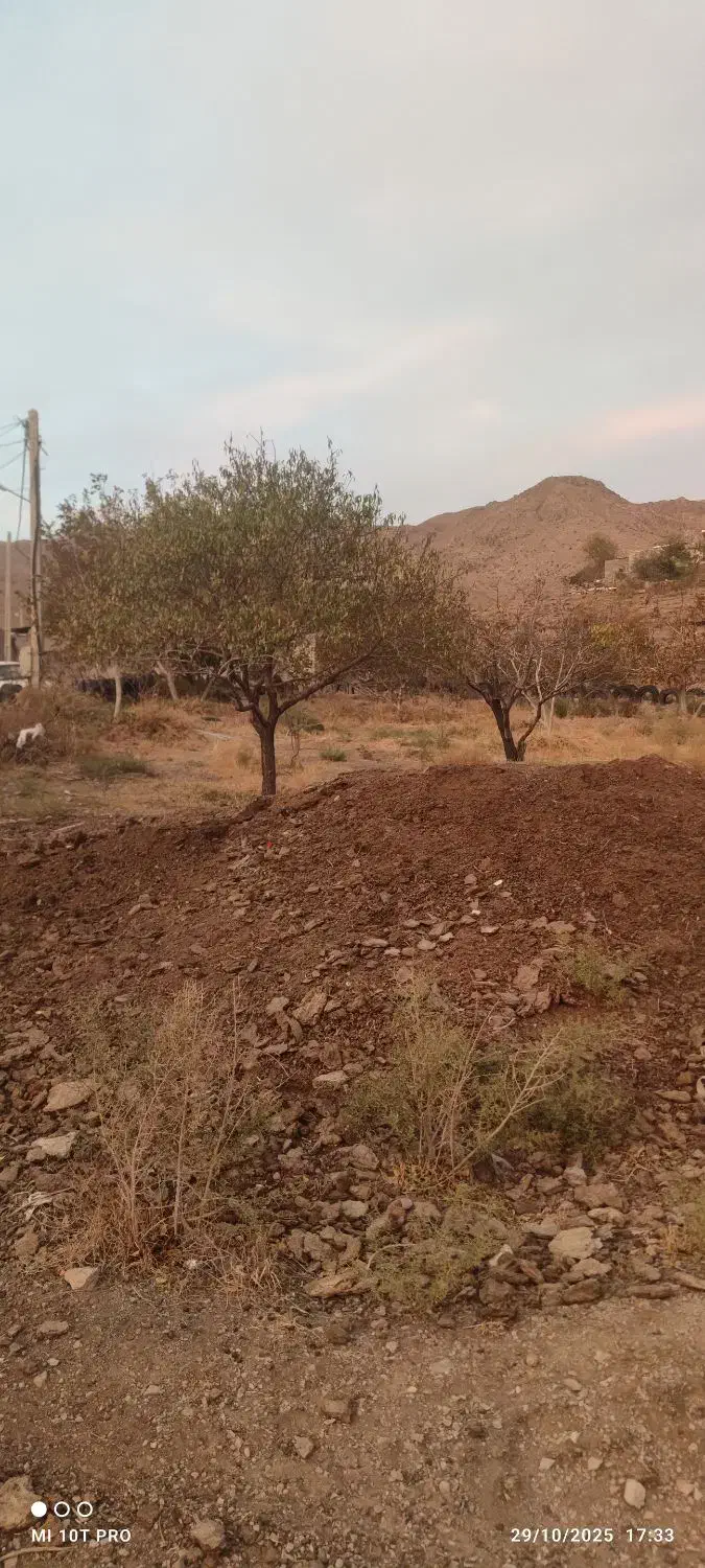 کود حیوانی گوسفندی|خدمات باغبانی و درختکاری|صوفیان, |دیوار