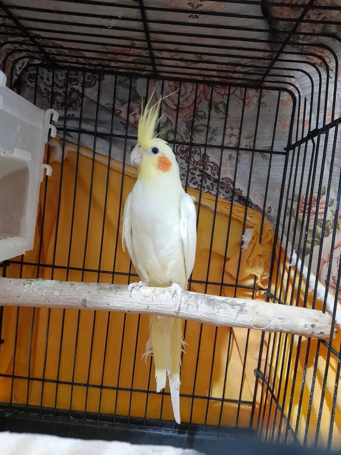 عروس هلندی نر|پرنده|الوند, |دیوار