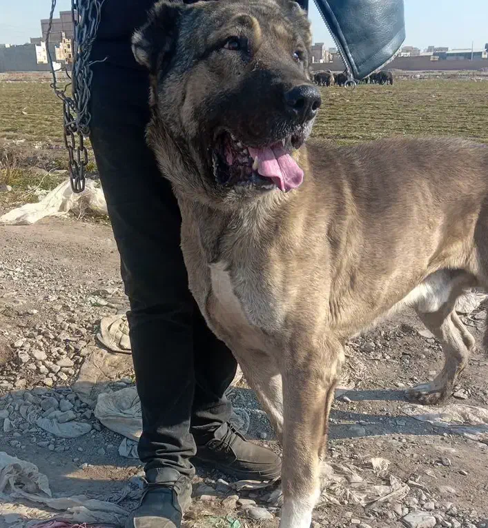 سگ سراب افغان|سگ|پاکدشت, پاکدشت (مامازند)|دیوار