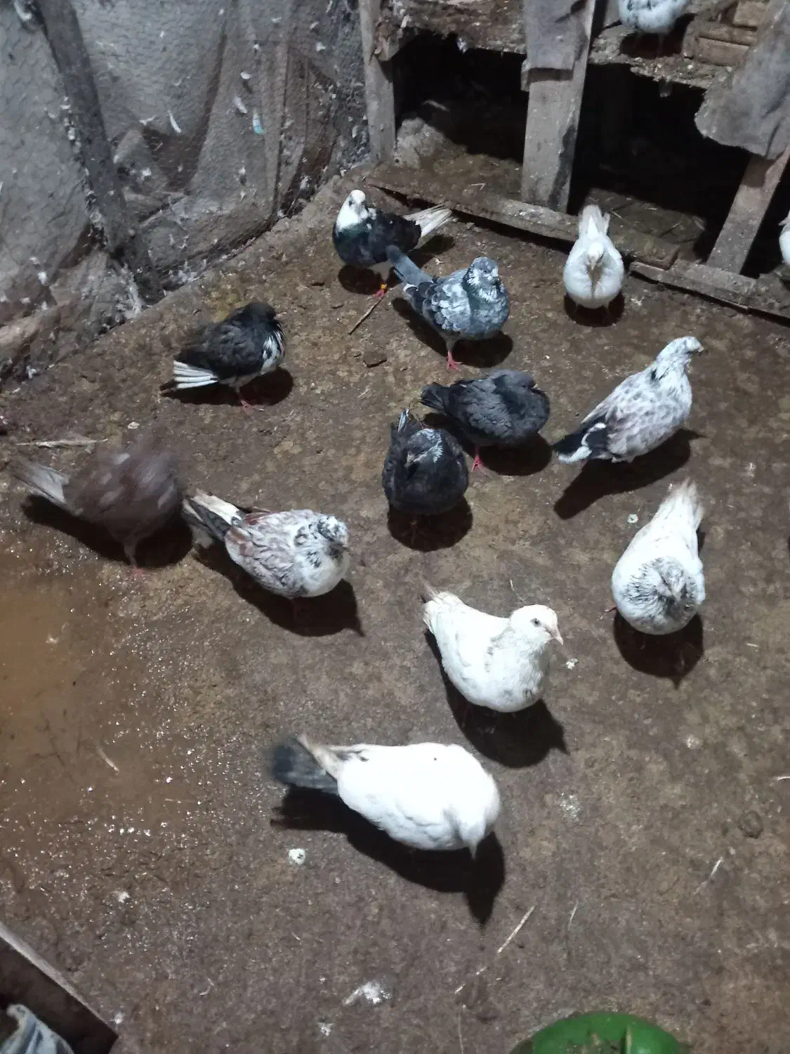 کبوتر پرشی|پرنده|خمام, |دیوار