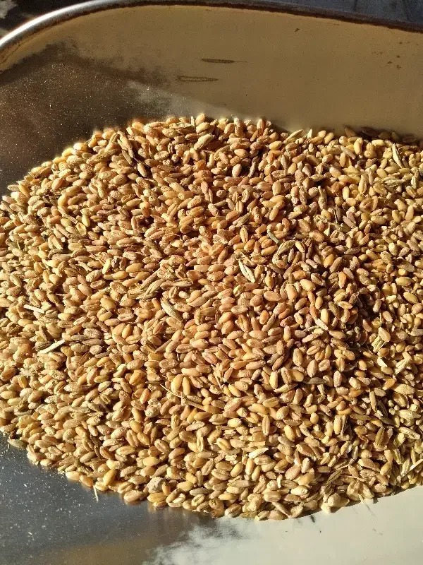 گندم|لوازم جانبی حیوانات|بجنورد, |دیوار