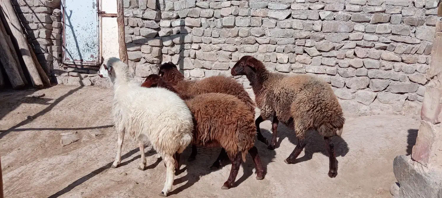 4عددبره ماده هتروبزرگ|حیوانات مزرعه|سرولایت, |دیوار