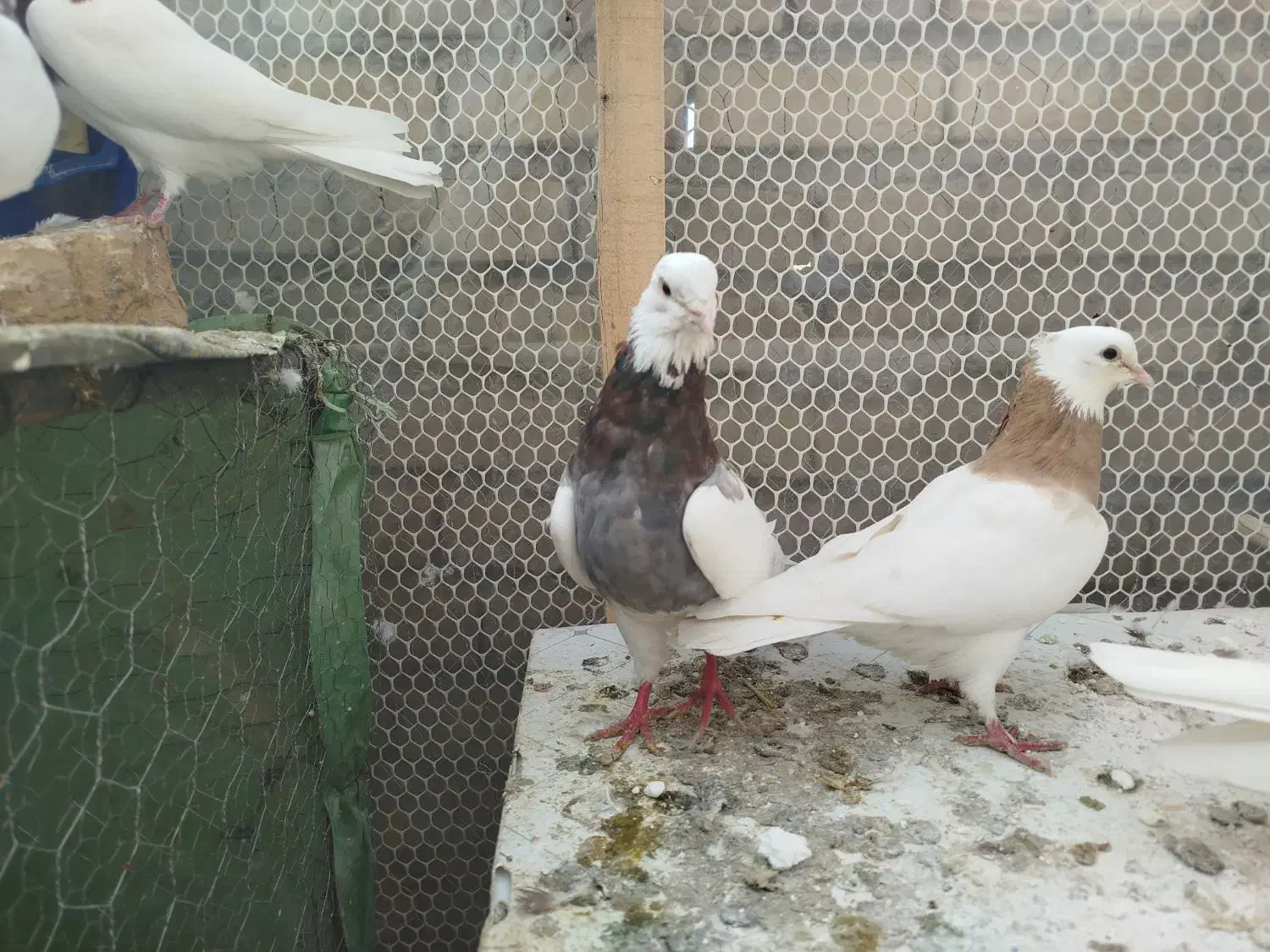 کبوتر سرونج|پرنده|نیشابور, ریوند|دیوار