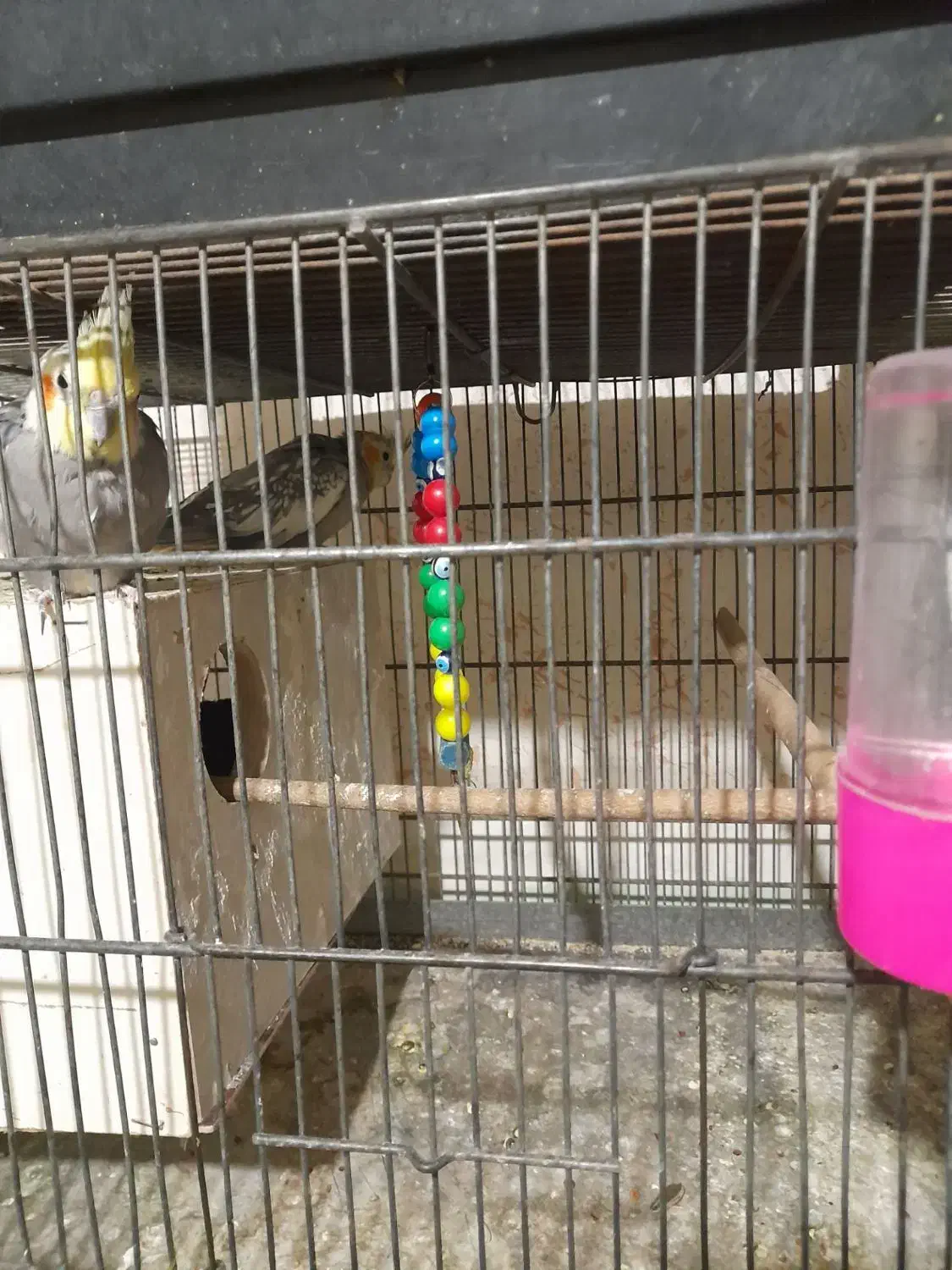 1000000|پرنده|قم, نوبهار|دیوار