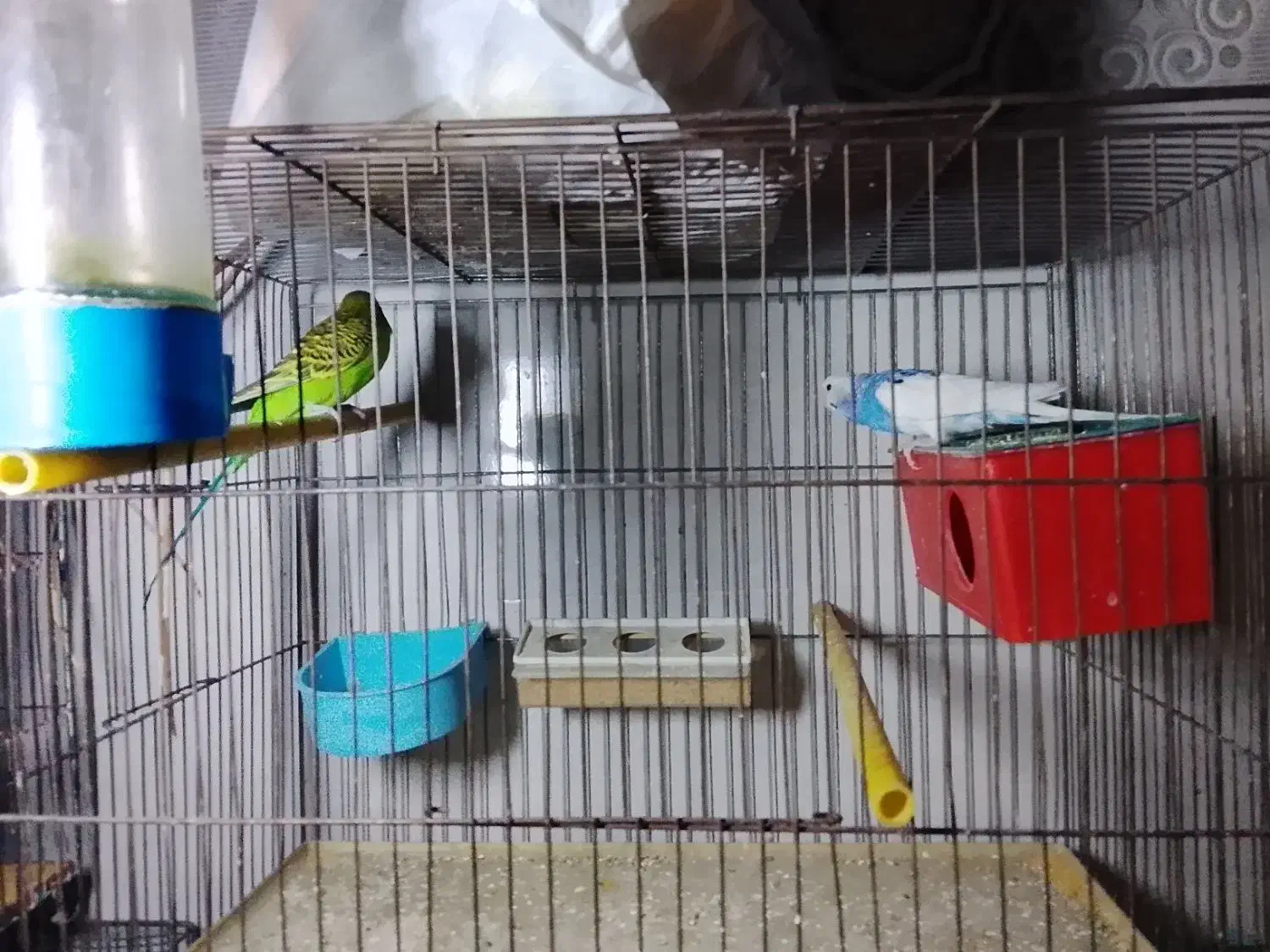 مرغ عشق|پرنده|نسیم‌شهر, |دیوار