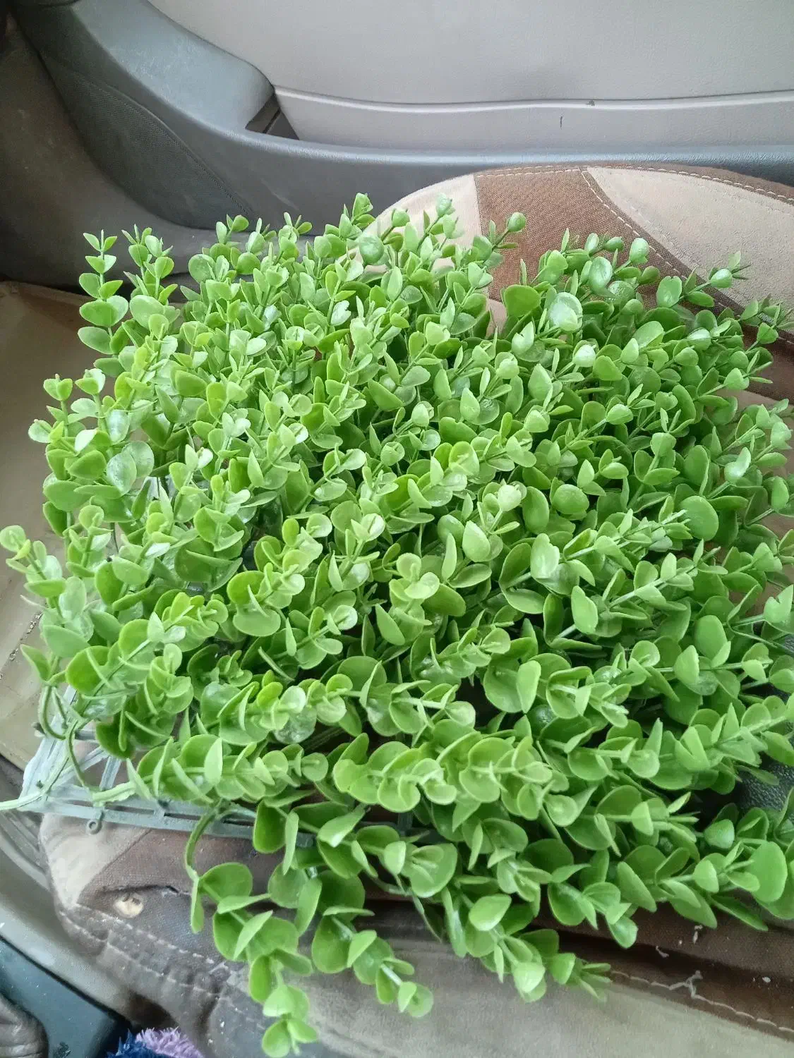 فروش تعدادی سبزه شمشادی|گل مصنوعی|قم, نیروگاه|دیوار