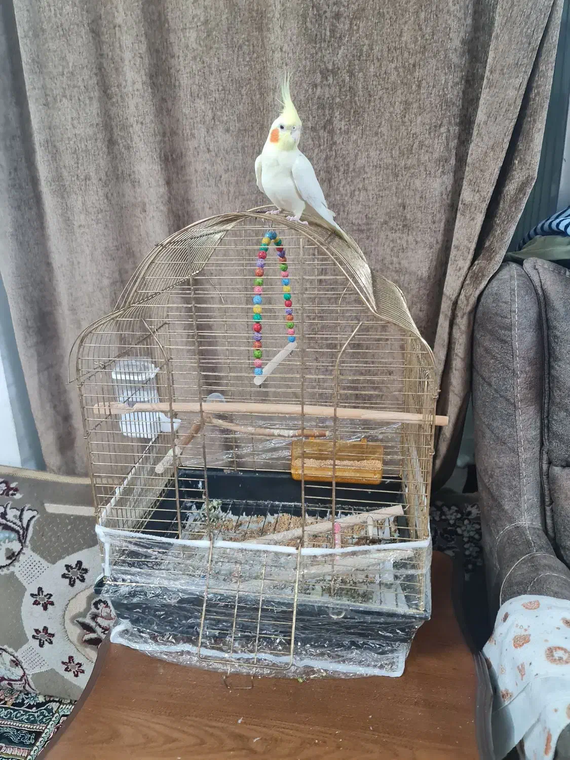 عروس هلندی نر|پرنده|مشهد, کارمندان دوم|دیوار