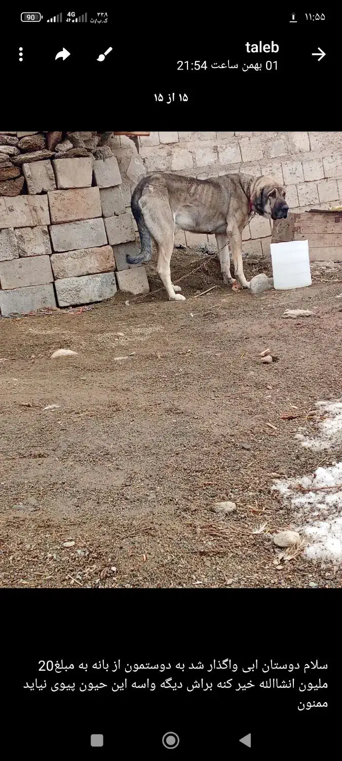 گم شده|حیوانات|نمشیر, |دیوار