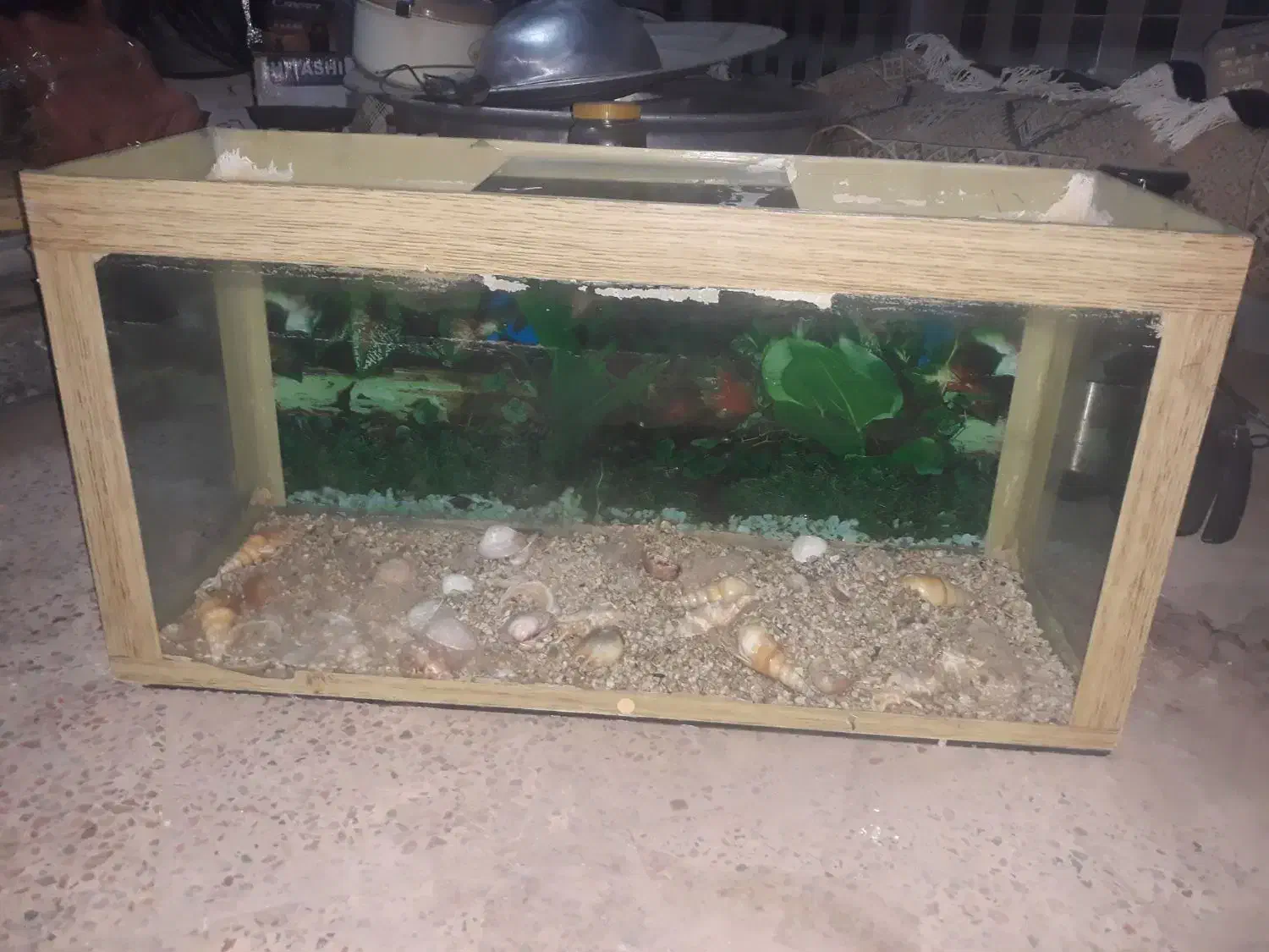 آکواریوم|ماهی|گنبد کاووس, |دیوار