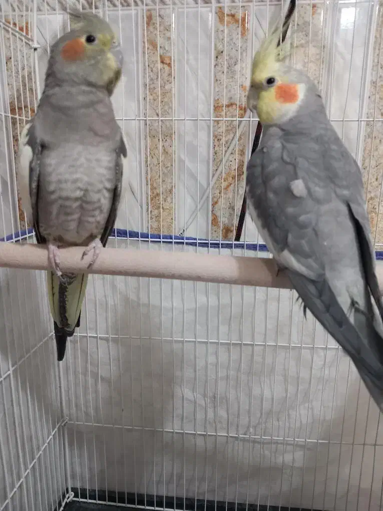 عروس هلندی|پرنده|خزل, |دیوار