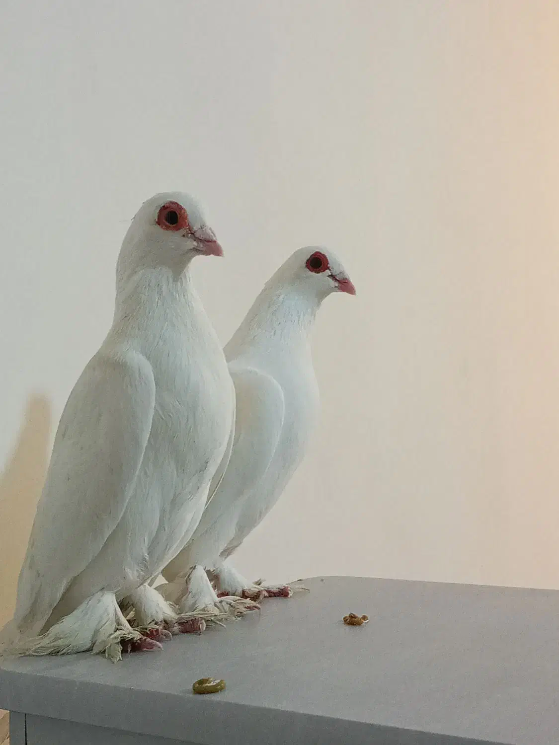 کبوتر قرمز گوز|پرنده|بستان آباد, |دیوار