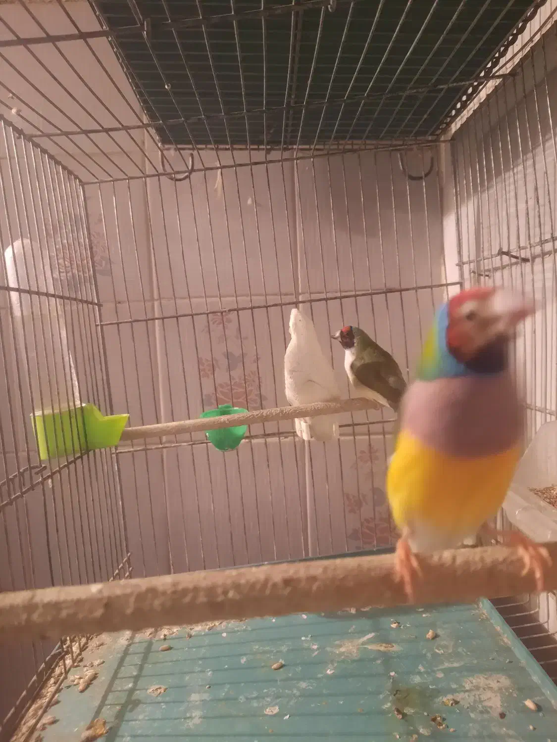 فنچ گلدین|پرنده|قم, شهرک توانیر|دیوار