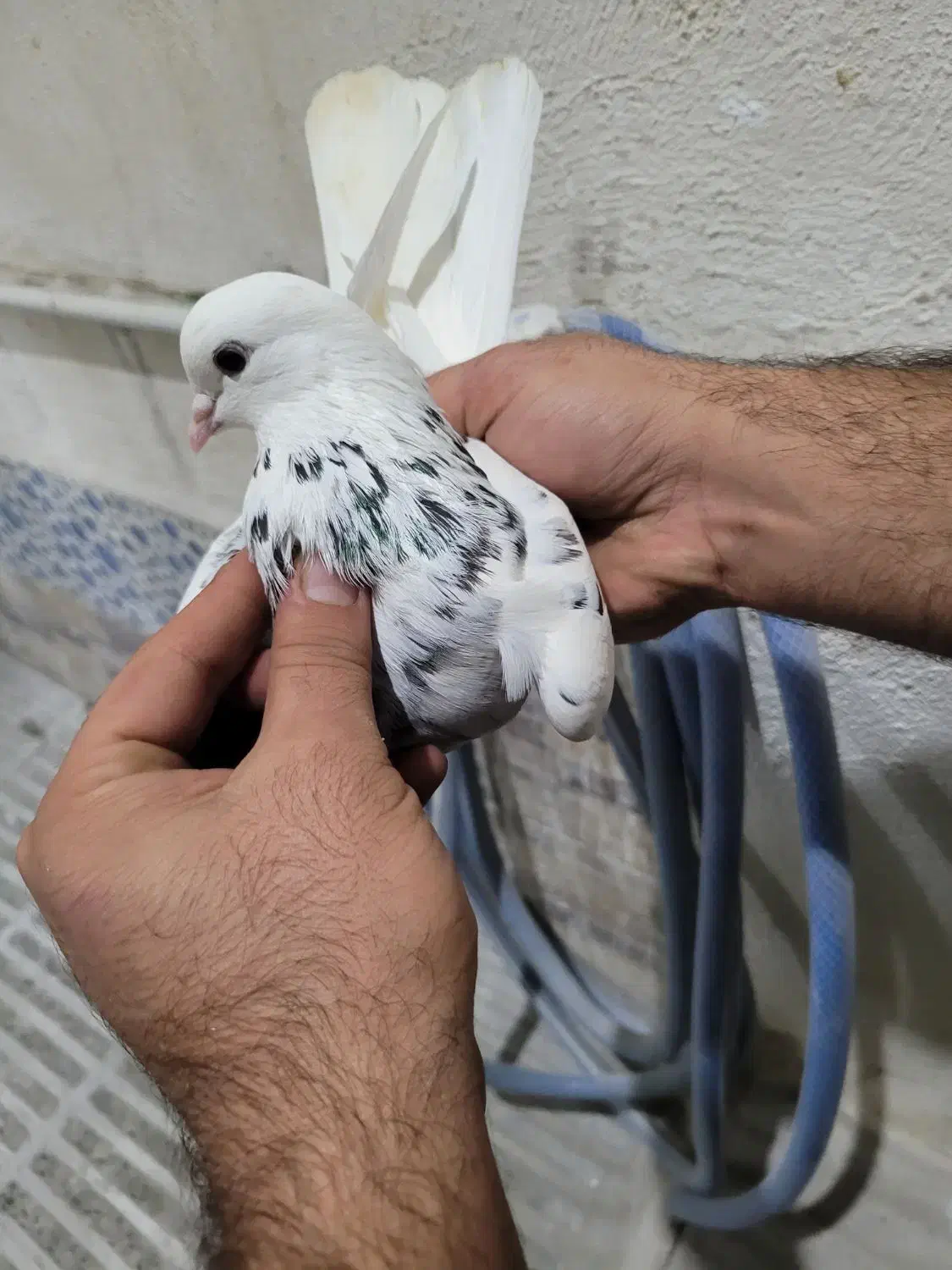 کبوترپرشی|پرنده|گرگان, |دیوار