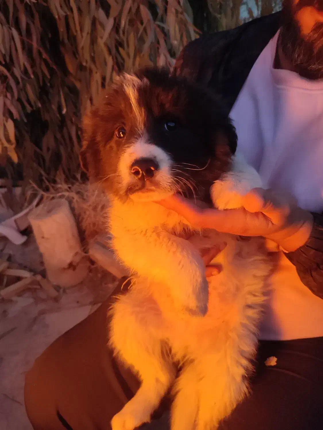 توله قدرجونی|سگ|اصفهان, کوی شهید کشوری|دیوار