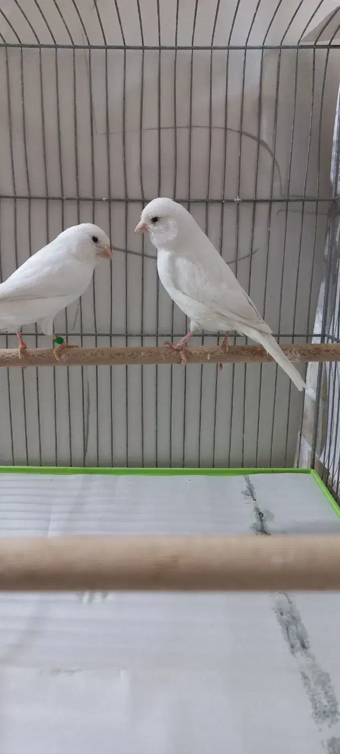 جفت قناری|پرنده|یزد, |دیوار