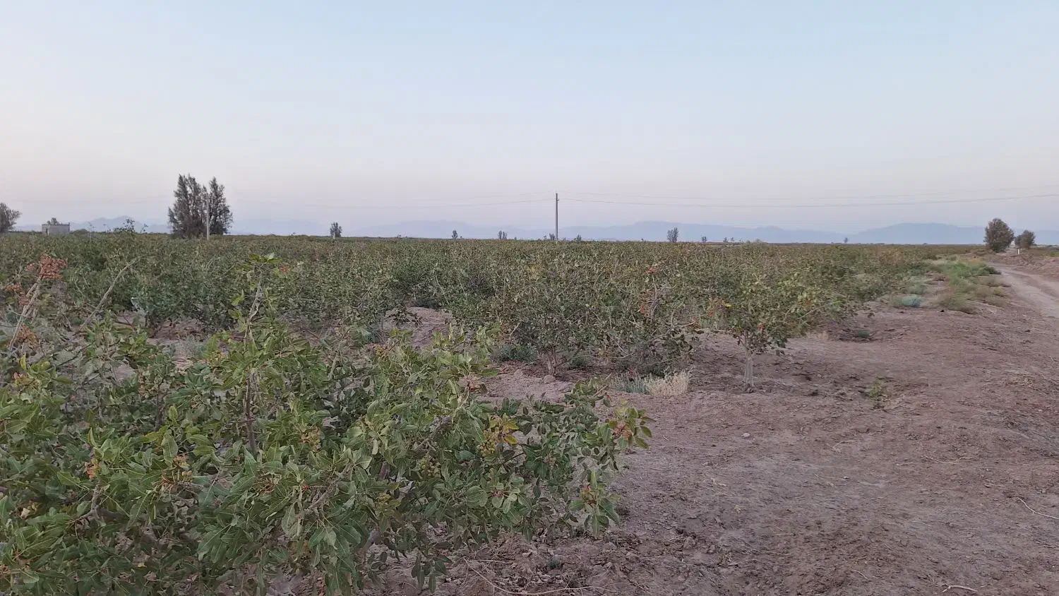 فروش زمین پسته|فروش دفتر صنعتی، کشاورزی، تجاری|کشکوئیه, |دیوار