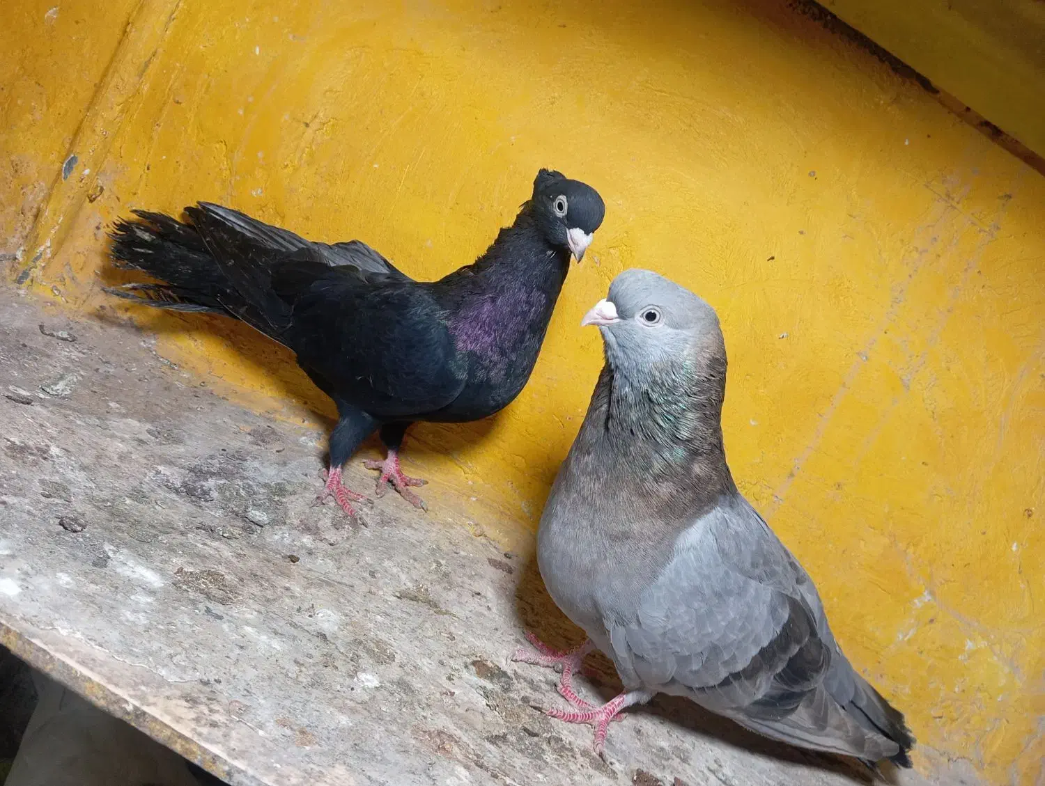 صرب|پرنده|خورموج, |دیوار