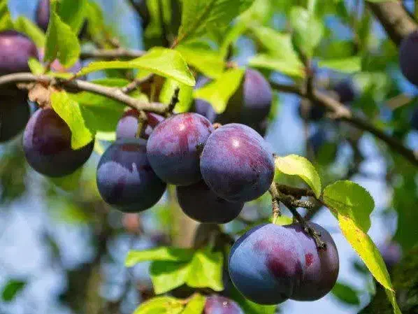 معتبرترین پیش فروش نهال الوپایه کوتاه|خدمات باغبانی و درختکاری|تربت‌حیدریه, قاسم آباد|دیوار
