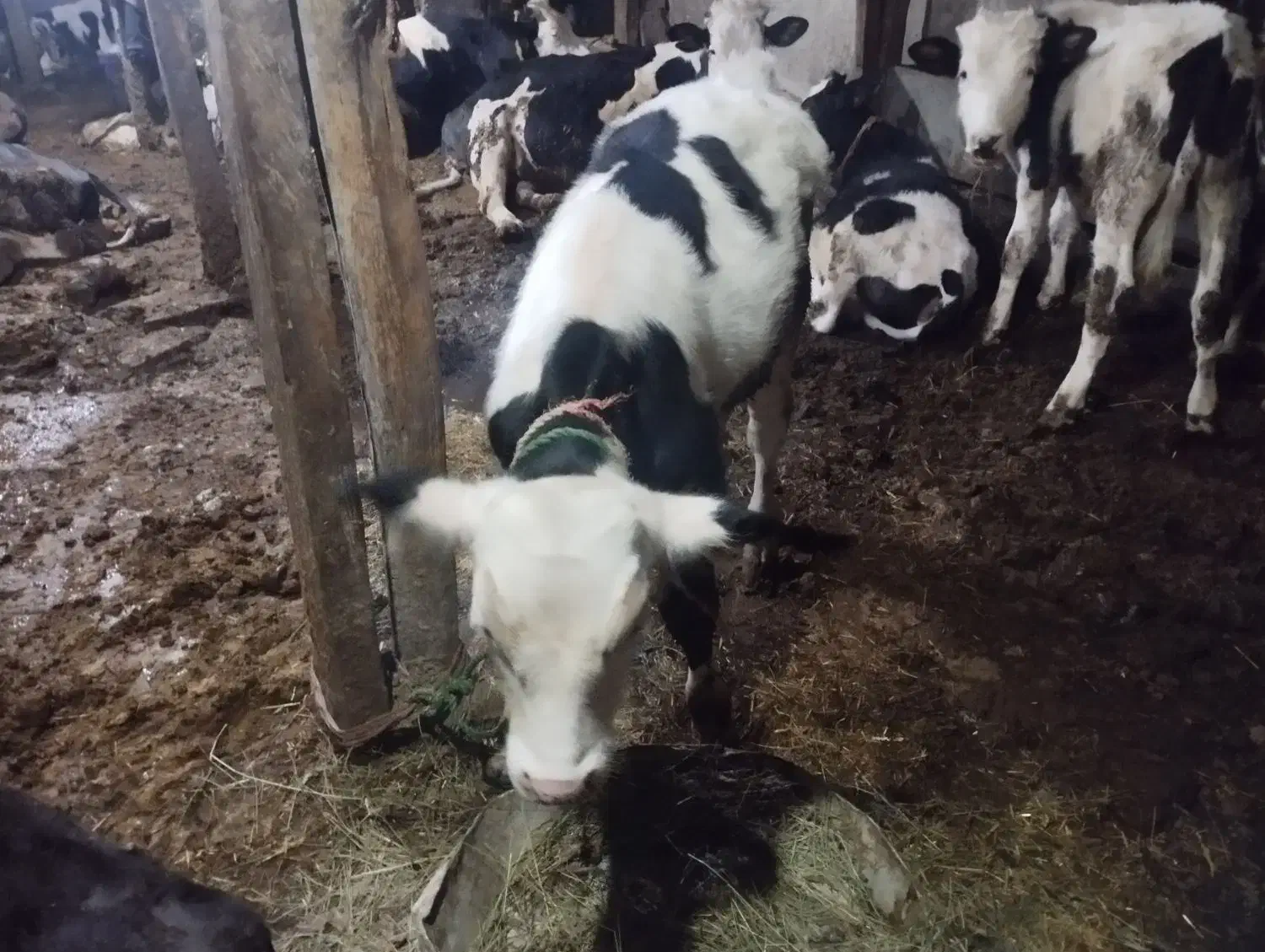 گاو|حیوانات مزرعه|نمین, |دیوار