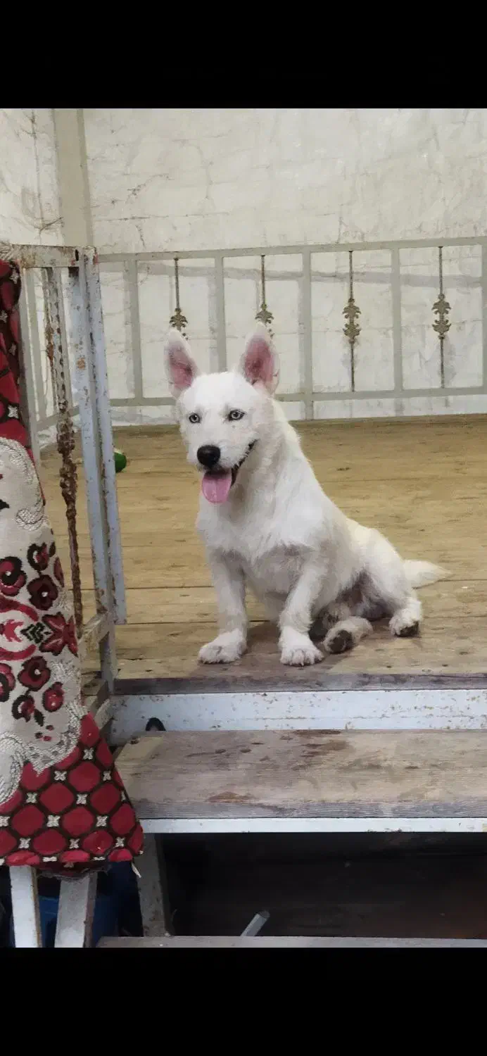 سگ پا کوتاه اشتپیز|سگ|رشت, یخسازی|دیوار