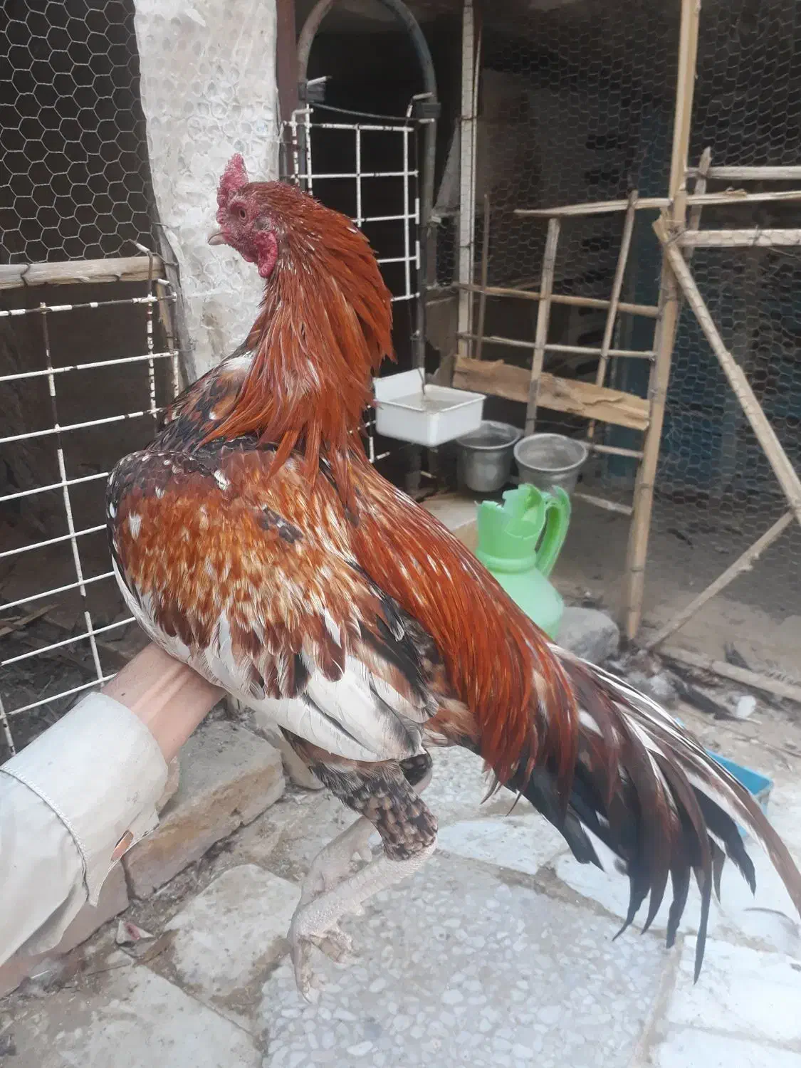 خروس جوانه|حیوانات مزرعه|سراوان, |دیوار