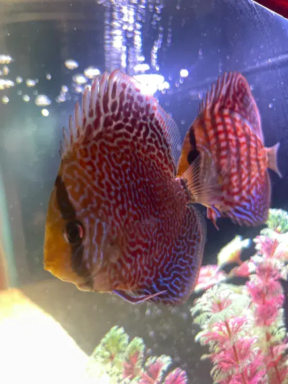 دیسکس رد پیژن|ماهی|قم, باجک دو|دیوار