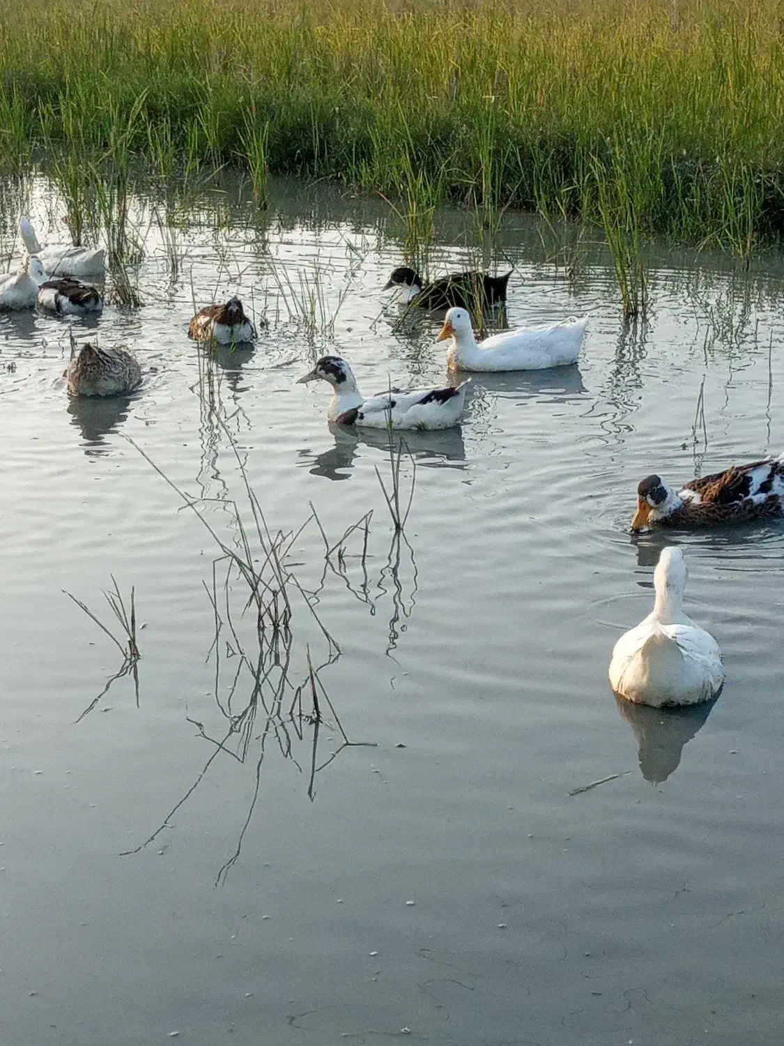 اردک ماده|حیوانات مزرعه|لاهیجان, بازکیاگوراب|دیوار