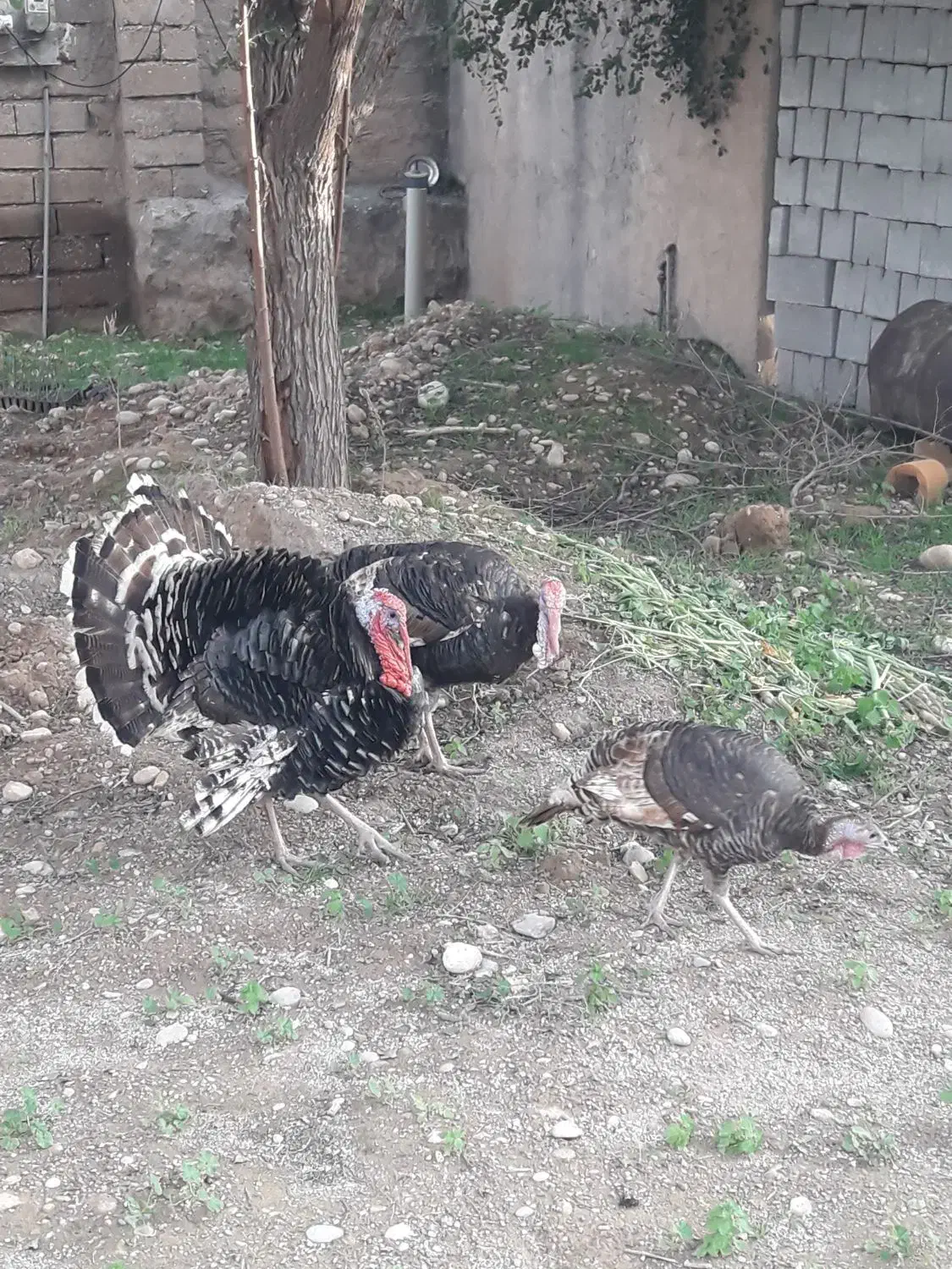 بوقلمون|حیوانات مزرعه|گتوند, |دیوار